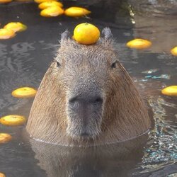 capybara Logosu
