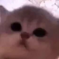 jam cat Logosu