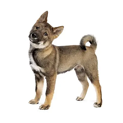 Shikoku Dog Logotyp