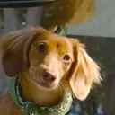 Roscoe Dog