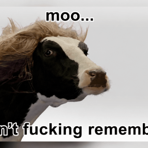 شعار Memory cow Moo