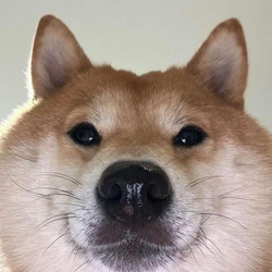 NEAR INU