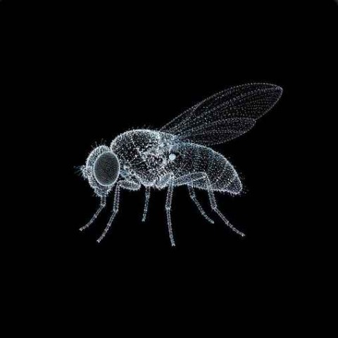 FLYBRAINUSDT